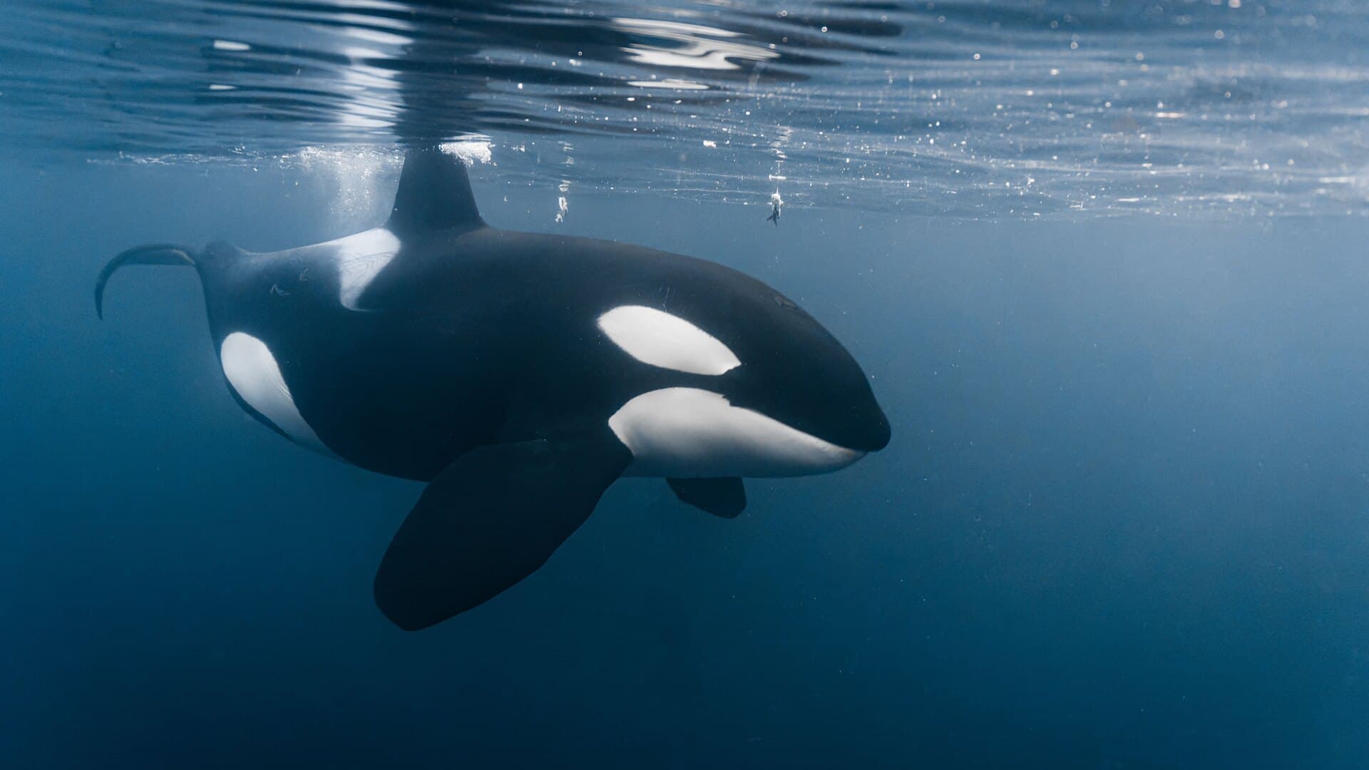 An orca swimming in the Sea of Cortez