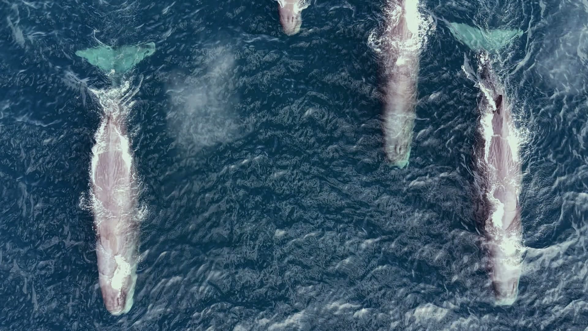 Four sperm whales swimming in formation in the Sea of Cortez — Blue Expedition multi-day marine safari