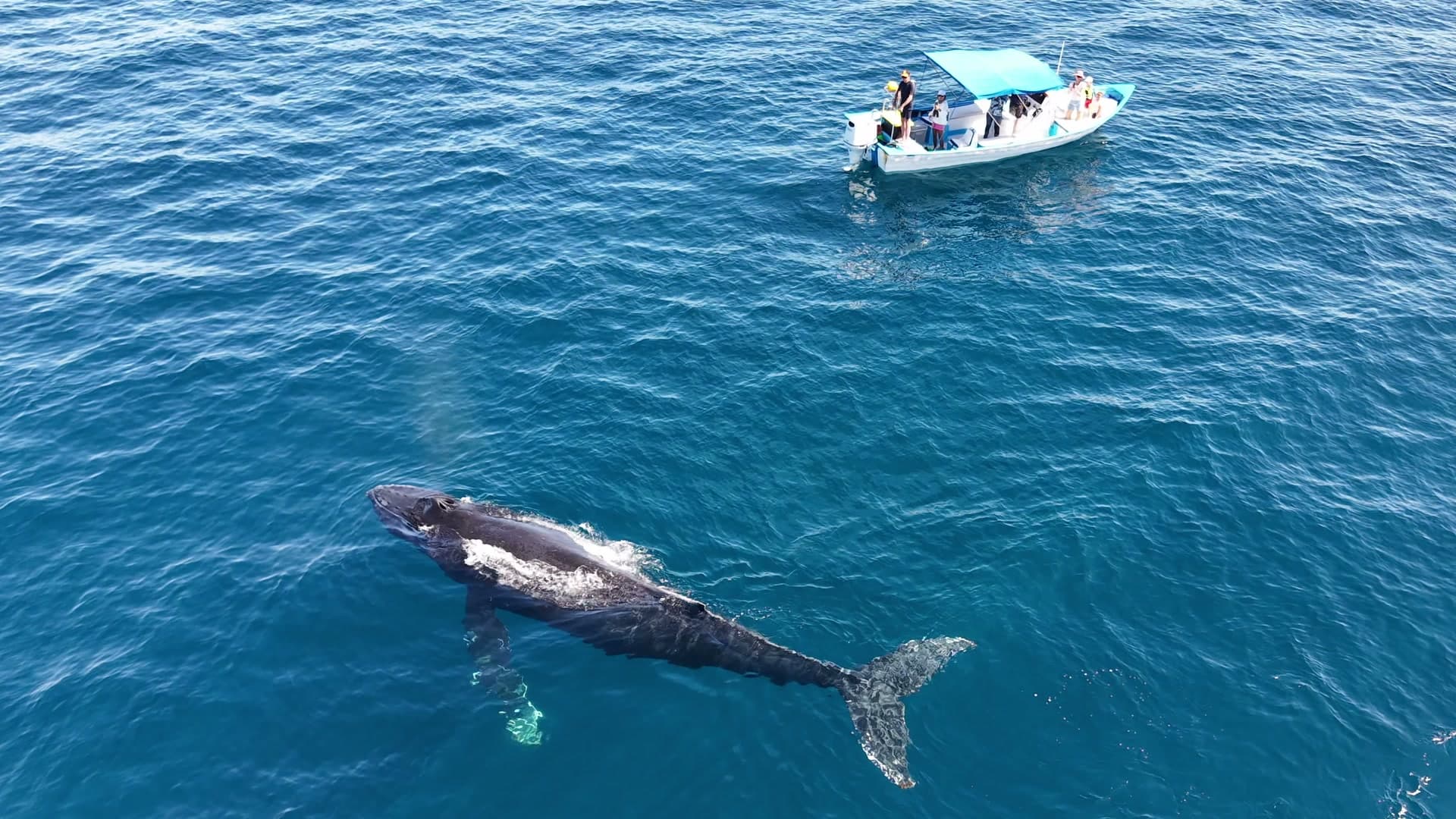 Humpback whale surfacing alongside a Bajablue Tours boat with guests watching — Ocean Safari day trip in the Sea of Cortez