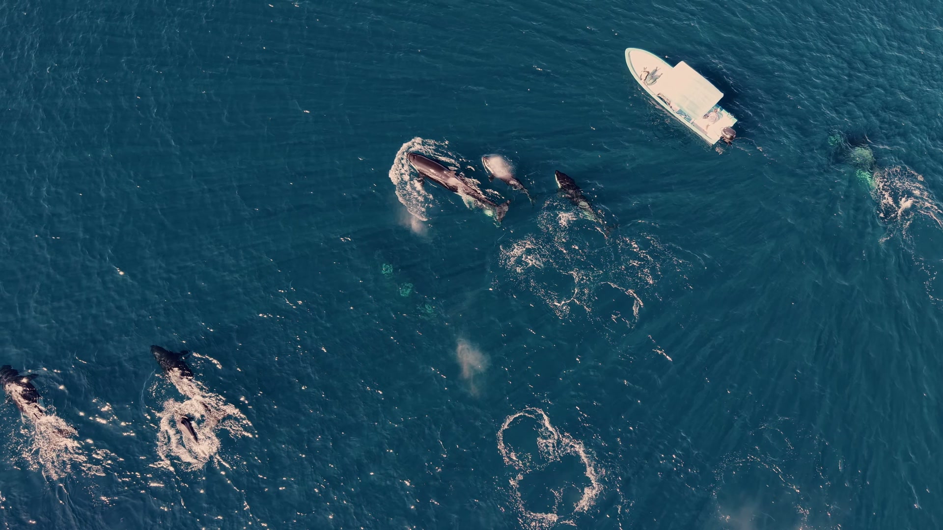 Bajablue expedition boat surrounded by an orca pod in the Sea of Cortez