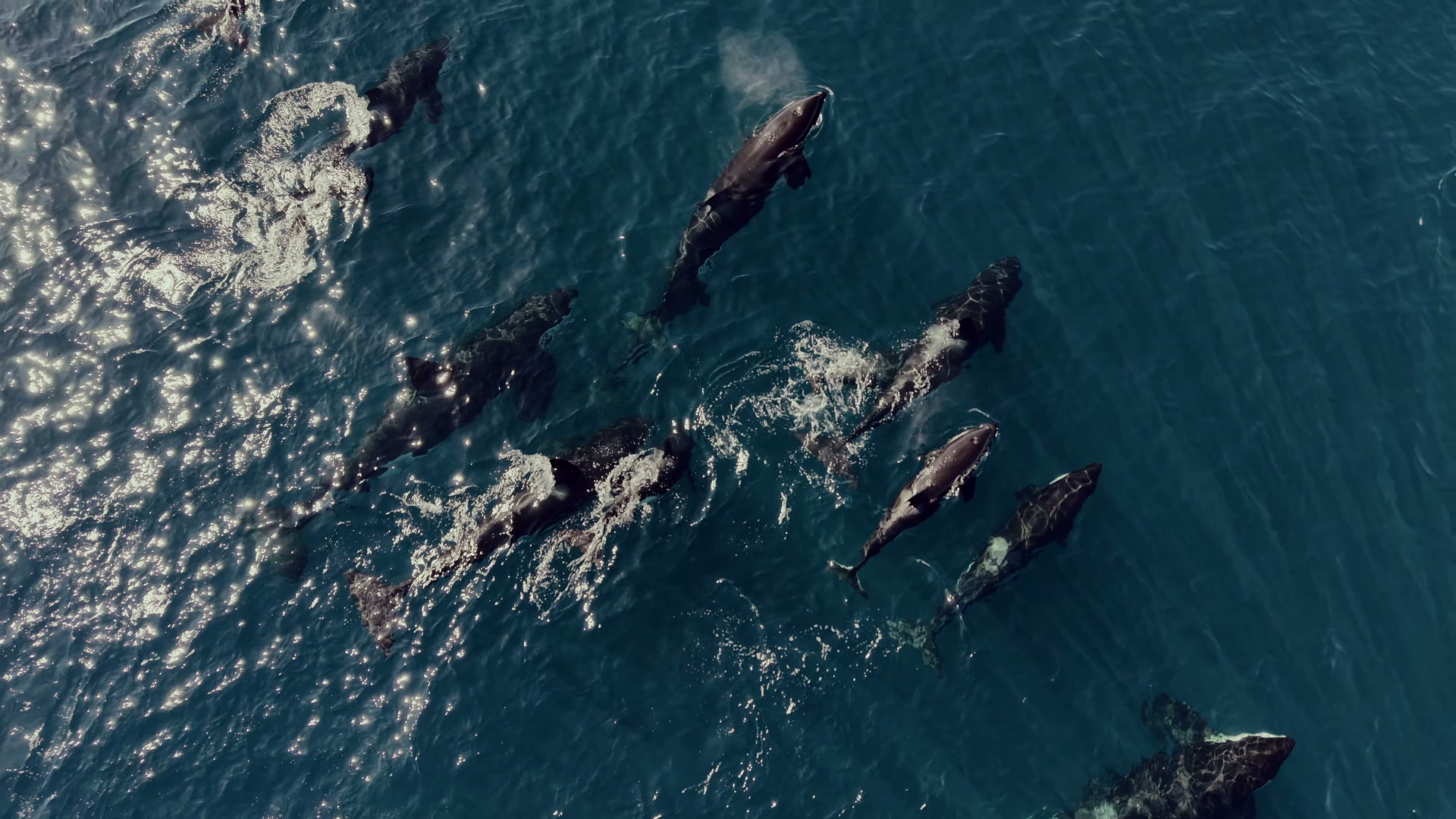 Orca pod cluster swimming together in the Sea of Cortez near Cerralvo Island