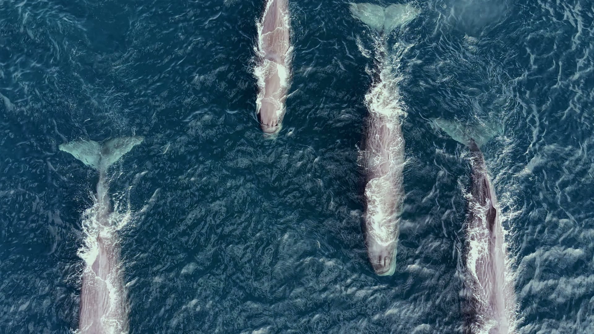 Aerial drone view of sperm whales during a Master Seafari expedition