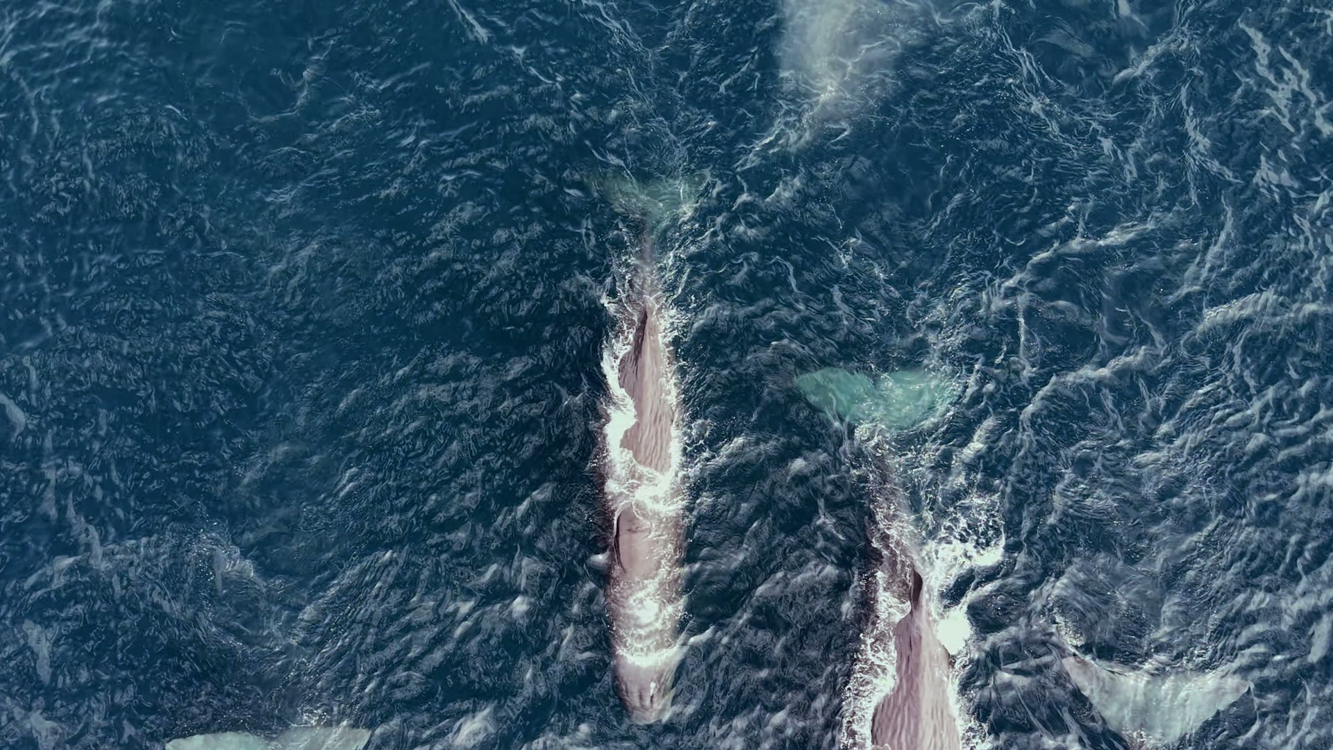 Sperm whales crossing the Sea of Cortez near La Ventana