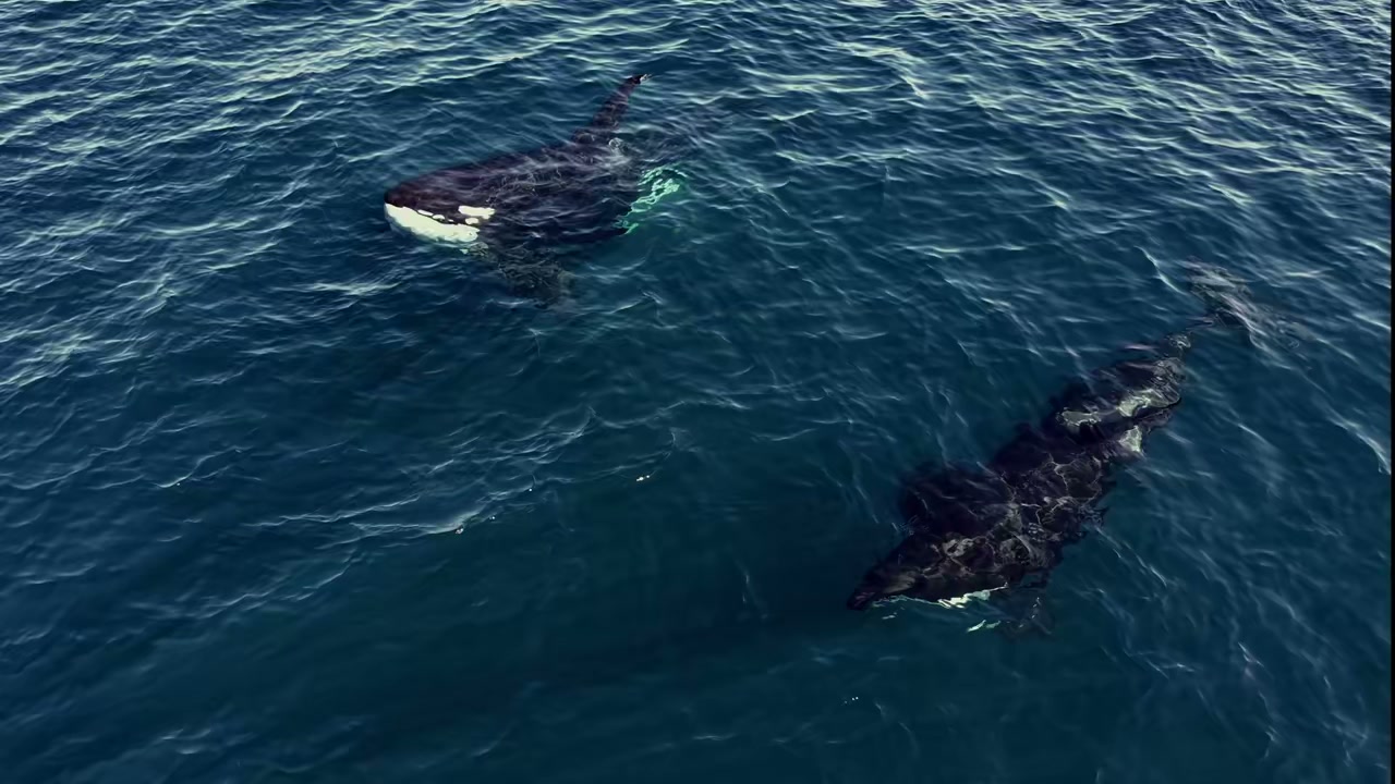 Orcas swimming through the Sea of Cortez